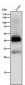 Anti-CXCR4 Monoclonal Antibody